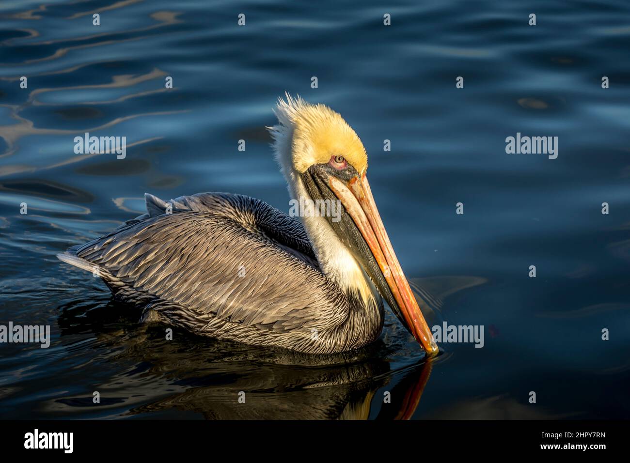 Pelican nuoto Foto Stock