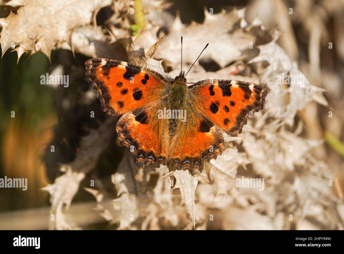 Grande tartaruga (Nymphalis policloros ) farfalla prendere un po 'di sole nel pomeriggio, Andalusia, Spagna. Foto Stock