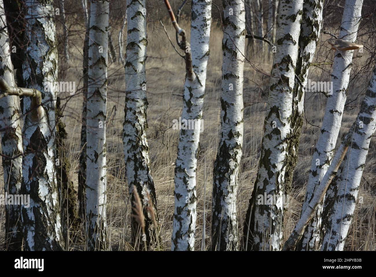 Gruppo di alberi di betulla alla luce del sole Foto Stock
