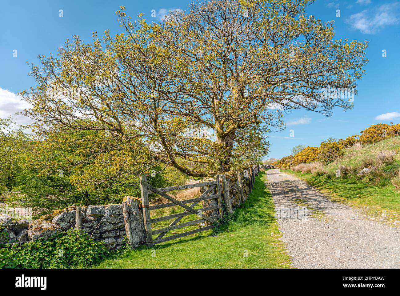 Paesaggio al Dartmoor National Park, Devon, Inghilterra, Regno Unito Foto Stock