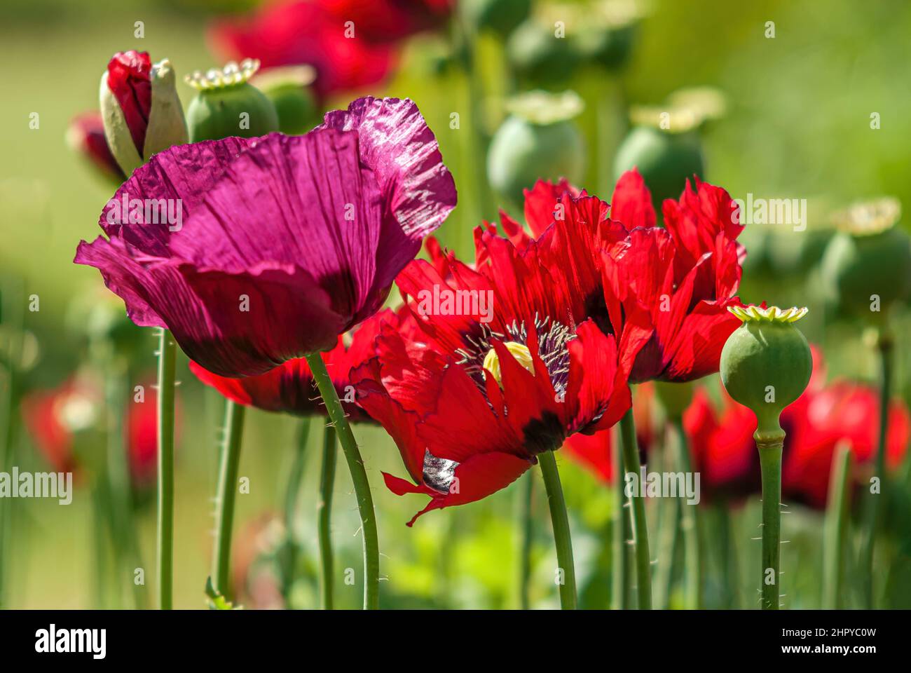 Primo piano dei fiori di Opium Poppy (Papaver somniferum) presso il Giardino Botanico dell'Università di Cambridge, Inghilterra Foto Stock