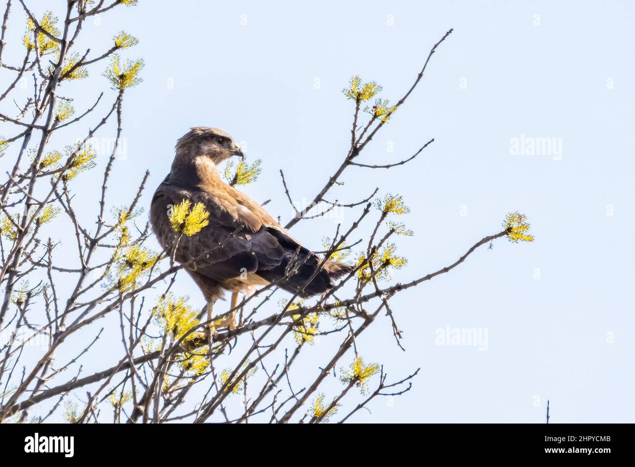 Un comune buzzard (Buteo buteo) arroccato. È un uccello medio-grande della preda che ha una vasta gamma. Appartenente al genere Buteo, è un membro del genere t Foto Stock Un comune buzzard (Buteo buteo) arroccato. È un uccello medio-grande della preda che ha una vasta gamma. Appartenente al genere Buteo, è un membro del genere t Foto Stock