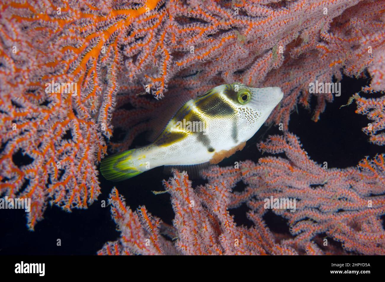 Mimare il Filefish (Paraluteres prionurus) che imita il Puffer (Canthigaster valentini) molto velenoso di Sea Fan (Melithaea sp), Foto Stock