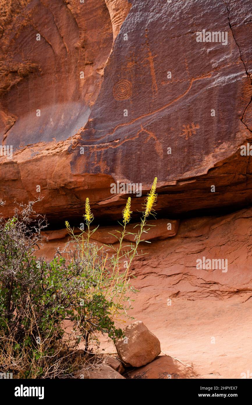 Un Prince's Plume giallo in fiore di fronte al Bighorn Sheep Panel, un pannello di arte rupestre di petroglifi nel Seven Mile Canyon, Moab, Utah. Foto Stock