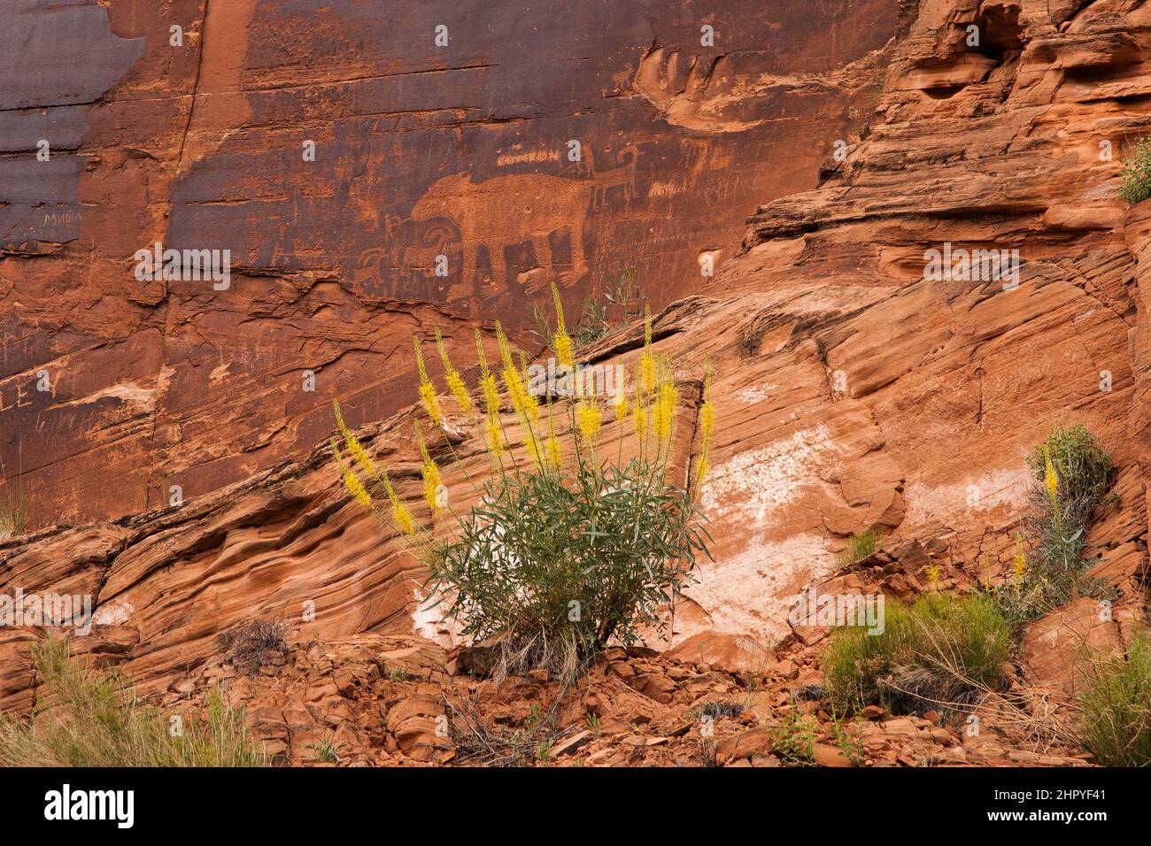 The Bear Panel è un pannello di arte rupestre dei nativi americani della Fremont Culture lungo il fiume Colorado vicino a Moab, Utah. Questi petroglifi in stile Fremont sono 80 Foto Stock