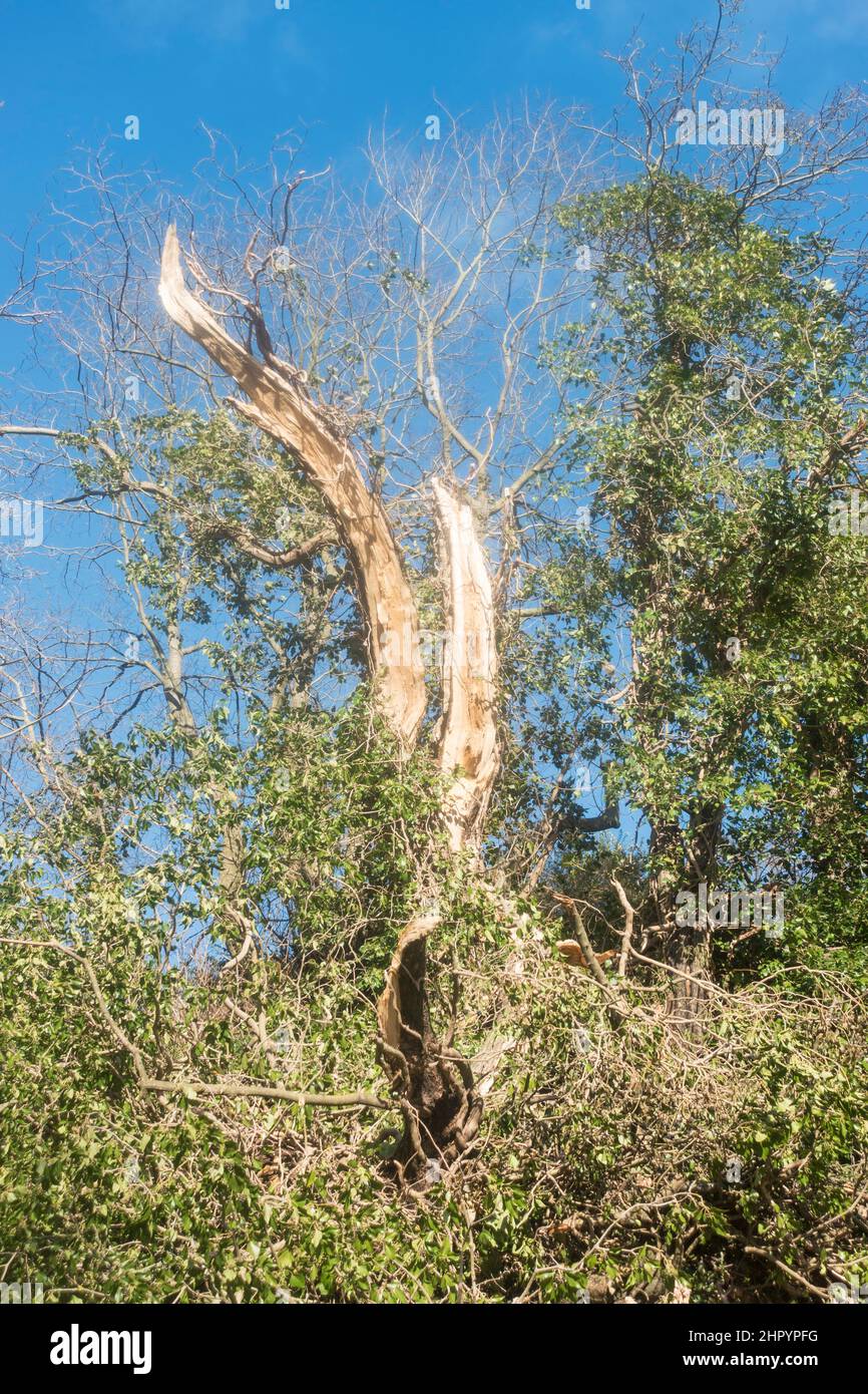 Un albero danneggiato da venti di forza di tempesta lungo South View, Fatfield, Washington, nord-est Inghilterra UK Febbraio 2022 Foto Stock