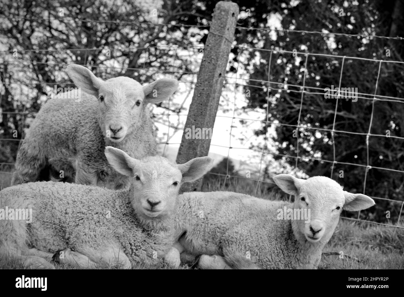 Tre agnelli che guardano la telecamera Foto Stock