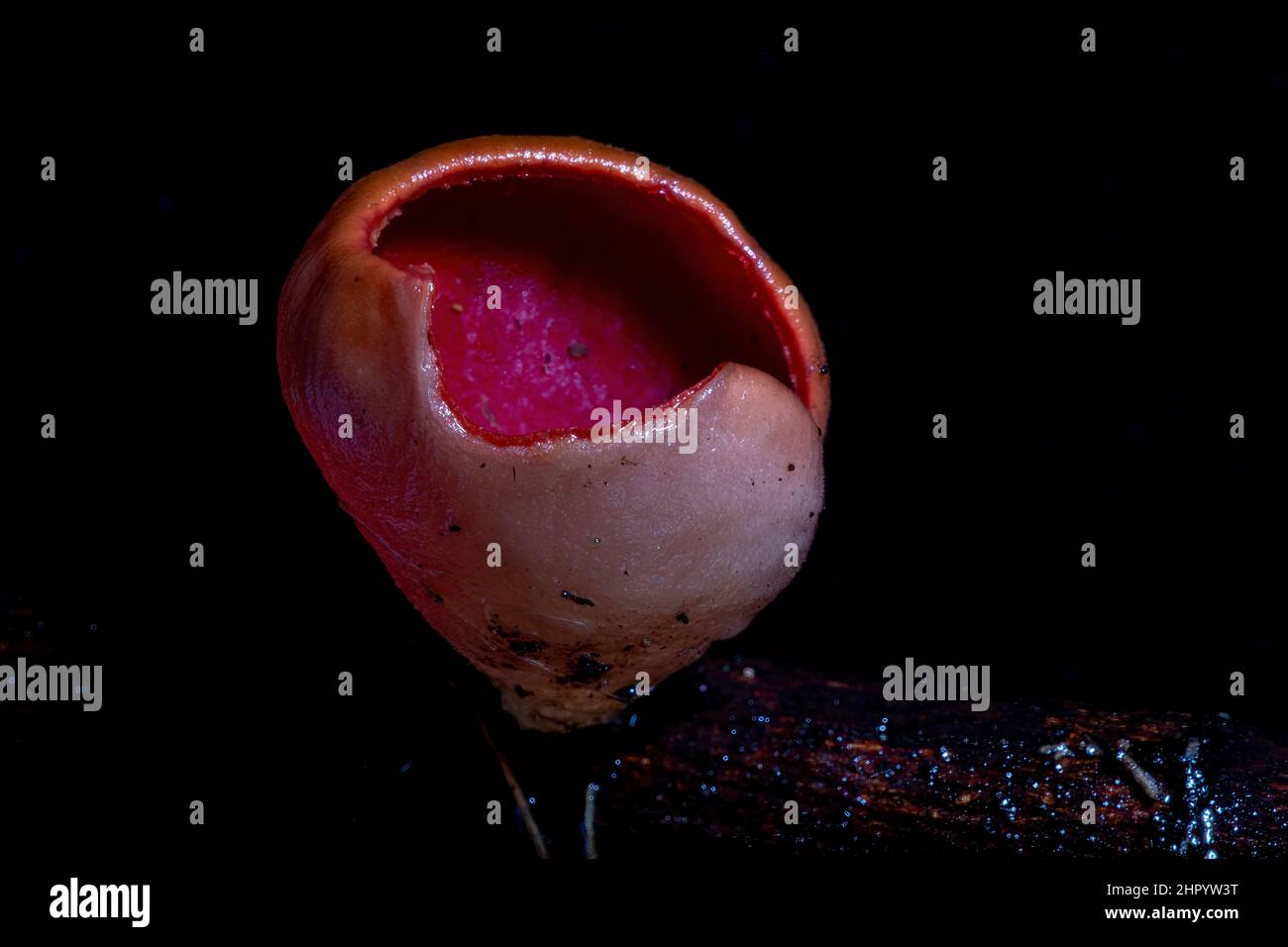 Un macro primo piano di un fungo solitario Scarlet Elf Cup Foto Stock