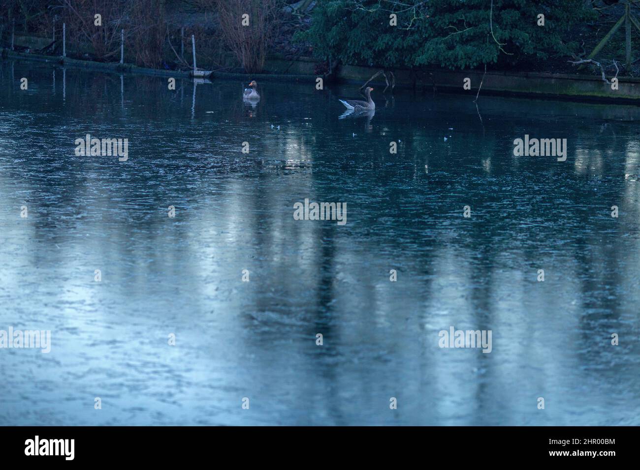 Le oche riposano vicino alla superficie ghiacciata dello stagno in un parco coperto di gelo e nebbia a Ilford, East London. Foto Stock
