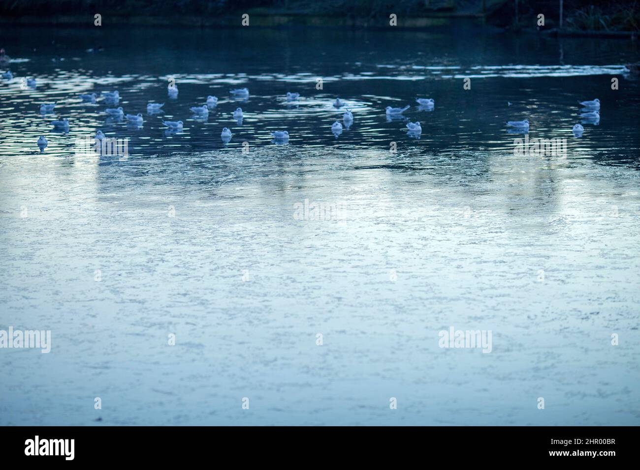 I gabbiani riposano vicino alla superficie ghiacciata dello stagno in un parco coperto di gelo e nebbia a Ilford, Londra orientale. Foto Stock