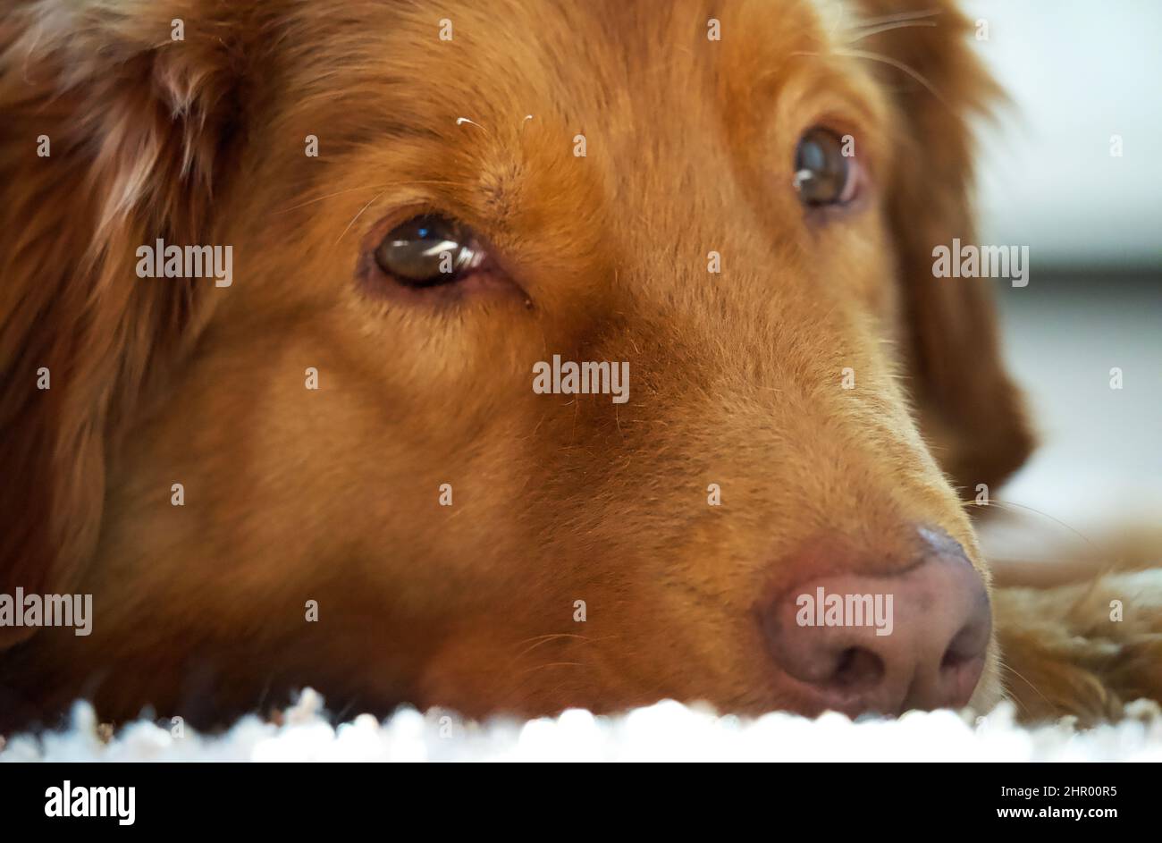Primo piano di un cane toller del recupero del pedaggio dell'anatra della nuova scozia Foto Stock