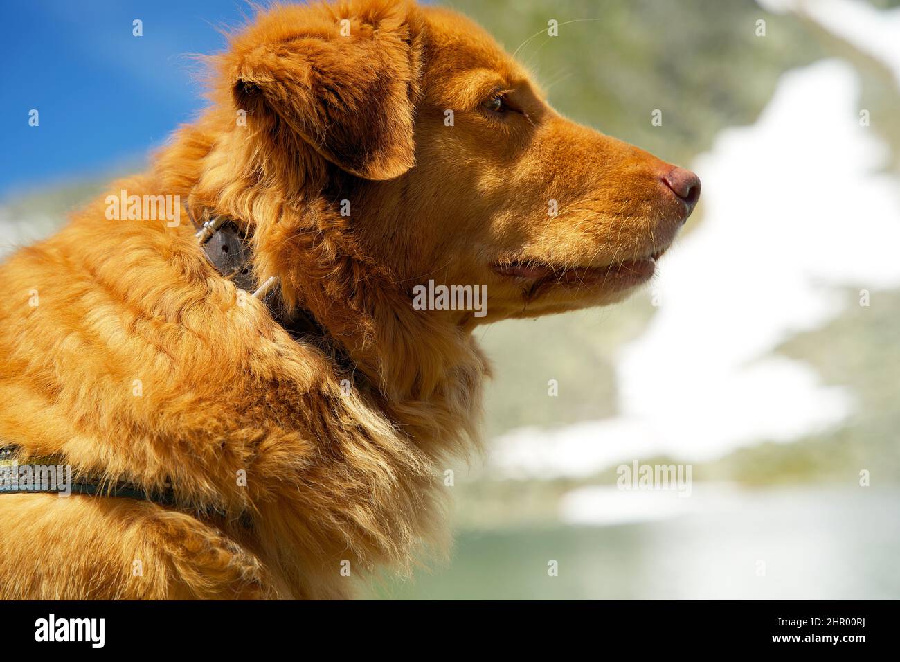 Primo piano di un cane toller del recupero del pedaggio dell'anatra della nuova scozia Foto Stock