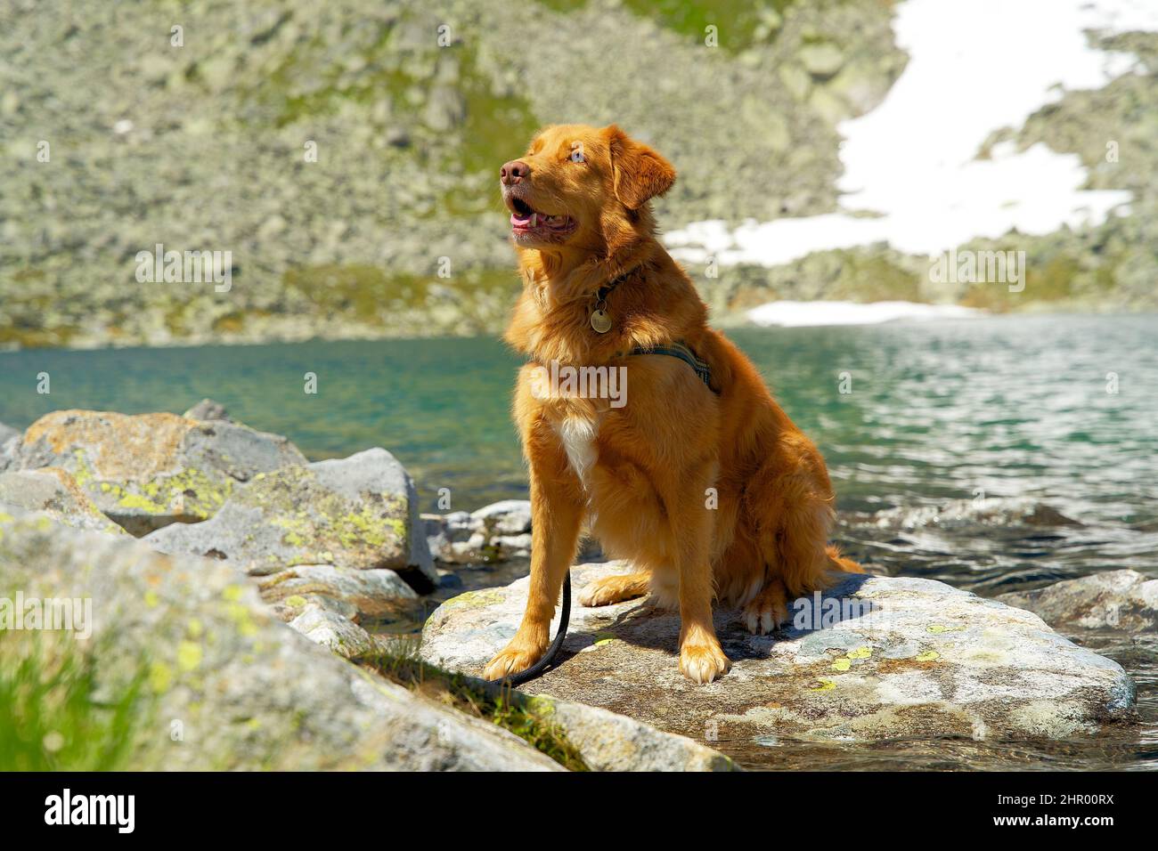 Primo piano di un cane toller del recupero del pedaggio dell'anatra della nuova scozia Foto Stock