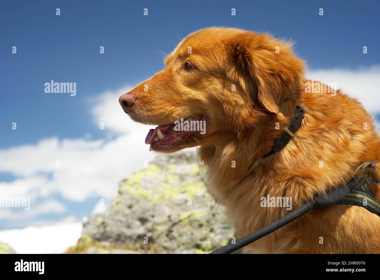 Primo piano di un cane toller del recupero del pedaggio dell'anatra della nuova scozia Foto Stock