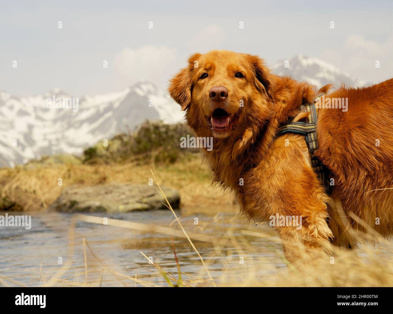 Primo piano di un cane toller del recupero del pedaggio dell'anatra della nuova scozia Foto Stock