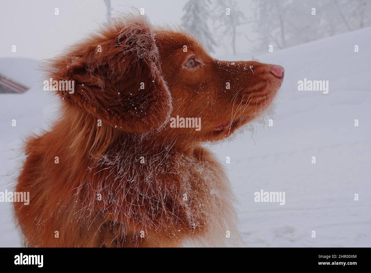 Primo piano di un cane toller del recupero del pedaggio dell'anatra della nuova scozia Foto Stock