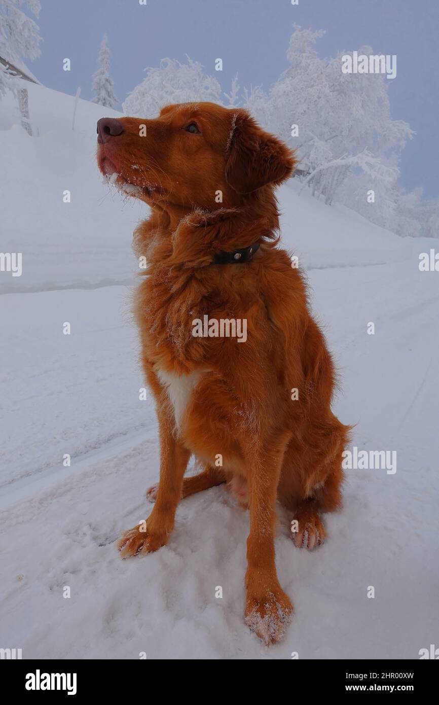 Primo piano di un cane toller del recupero del pedaggio dell'anatra della nuova scozia Foto Stock