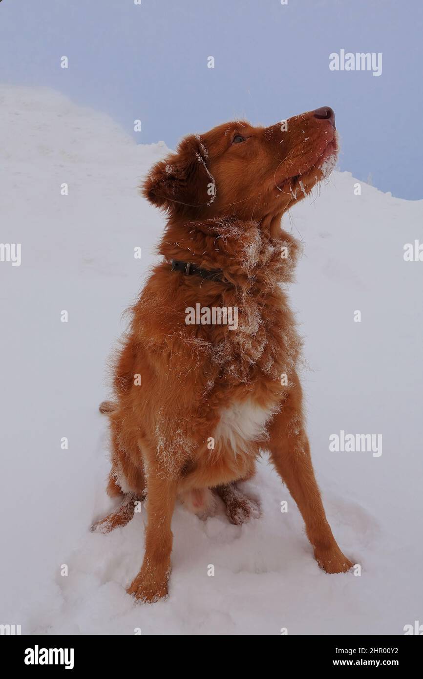 Primo piano di un cane toller del recupero del pedaggio dell'anatra della nuova scozia Foto Stock