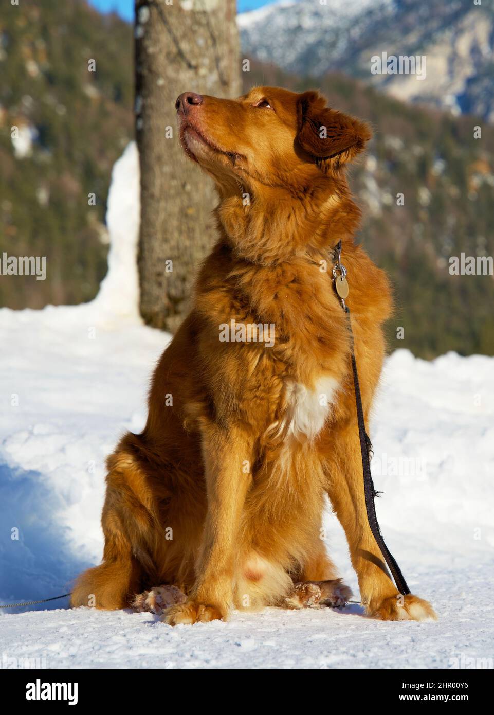 Primo piano di un cane toller del recupero del pedaggio dell'anatra della nuova scozia Foto Stock