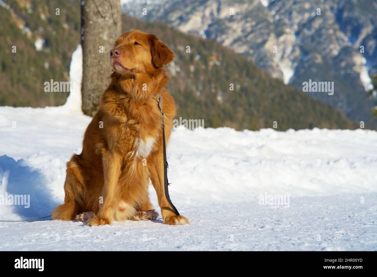 Primo piano di un cane toller del recupero del pedaggio dell'anatra della nuova scozia Foto Stock