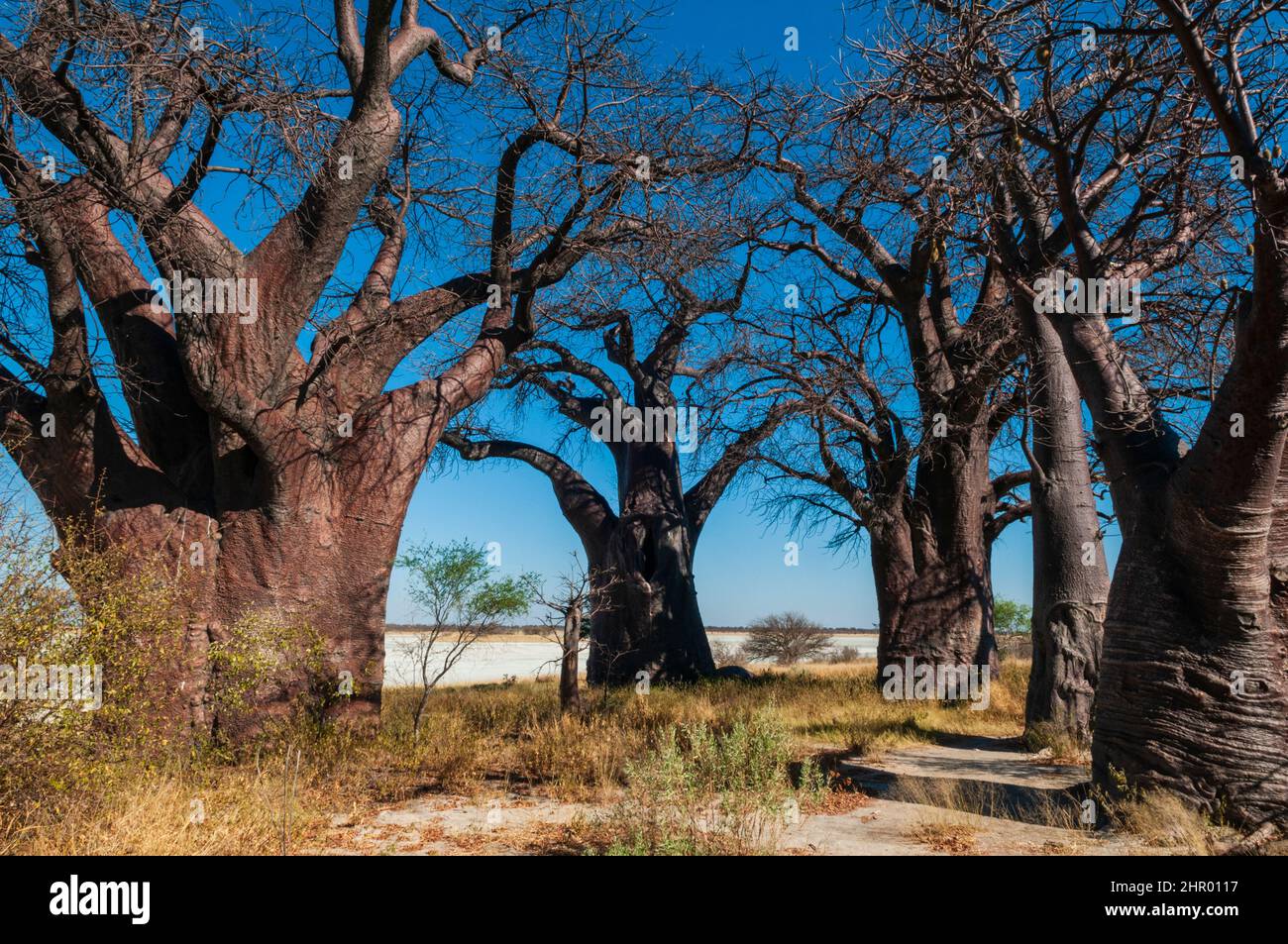 I baobab Baines alberi di baobab, Adansonia digitata. Questa formazione di alberi di baobab è anche conosciuta come le Sorelle dormienti. Baobab di Baines, Kudiakam Pa Foto Stock