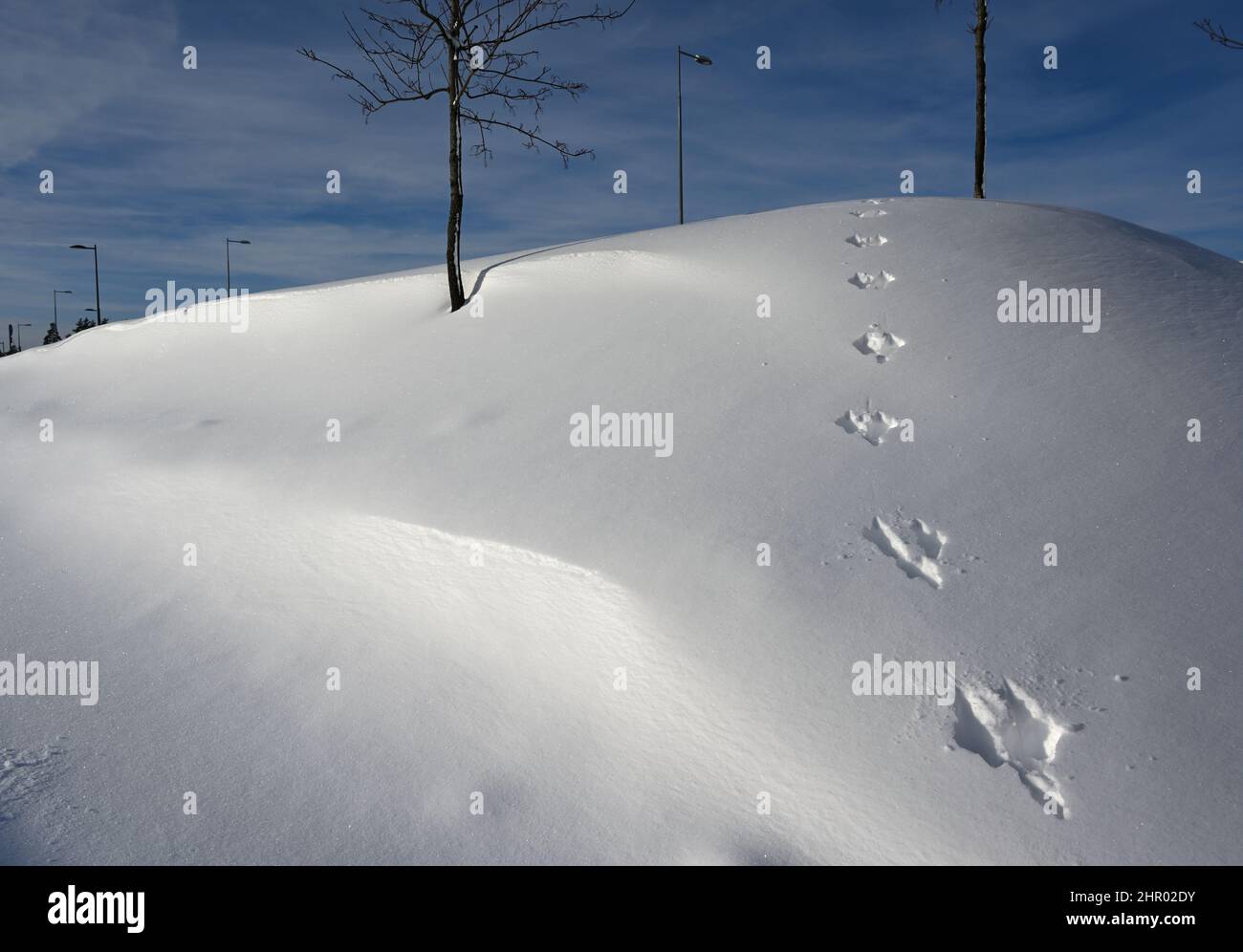 impronte chiare di lepre sul pendio Foto Stock