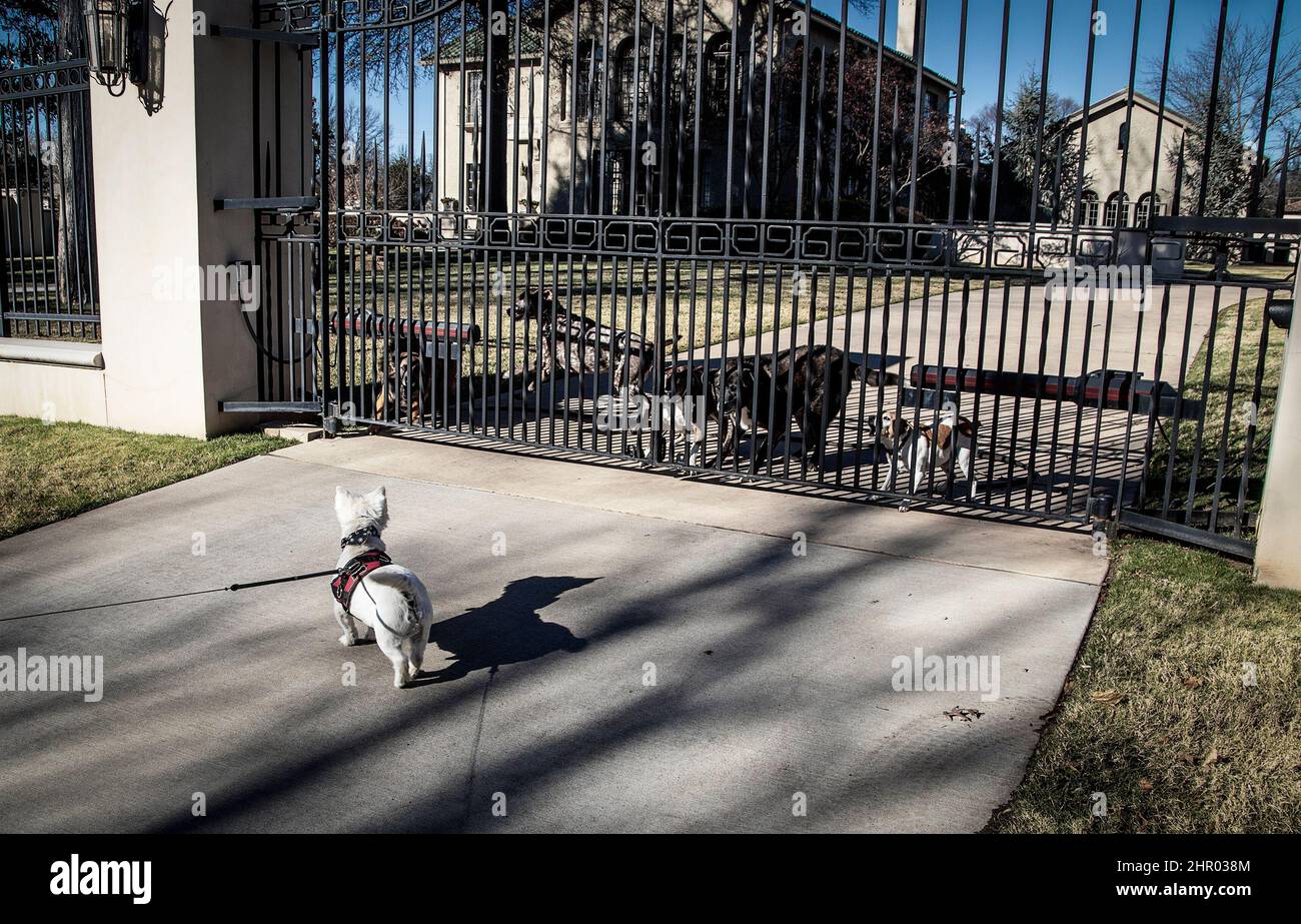 Incontro - piccolo cane testicolo in imbracatura si erge fuori porta di metallo a casa oscura con banda di cani viciosamente abbaiare dall'interno Foto Stock