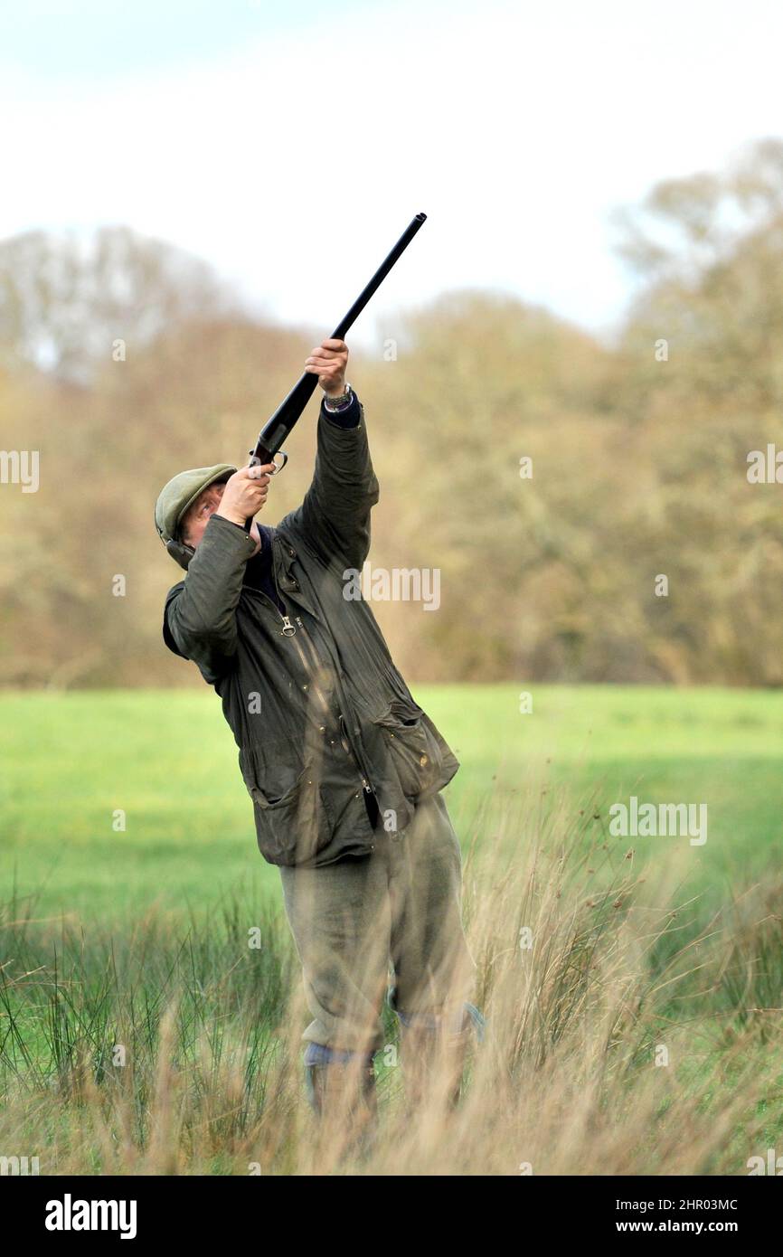 uomo che spara fagiani con fucile Foto Stock