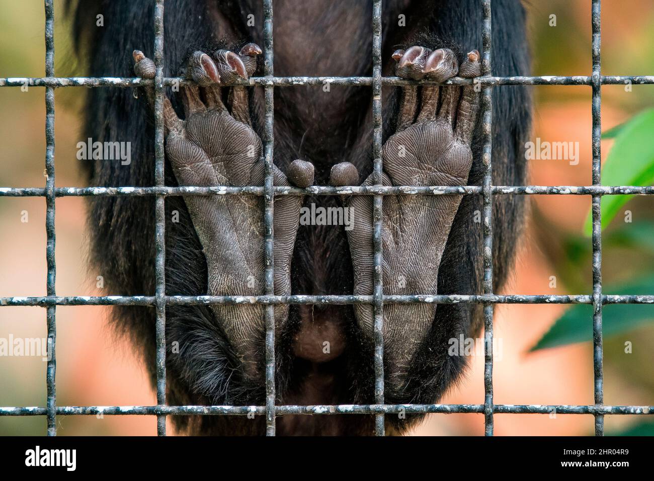 Piedi di una scimmia di Goeldi (Callimico goeldii) in una gabbia nel Menagerie Zoo del Museo nazionale d'histoire naturelle, Parigi, Francia Foto Stock