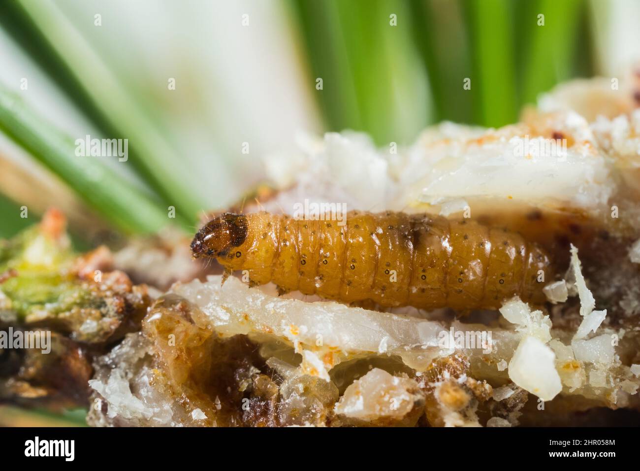 Larva (Retinia resinella) Foto Stock