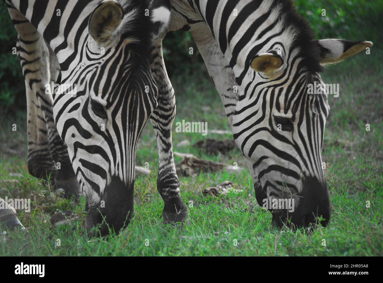 Ritratto da vicino estremo di due Zebre selvatiche che si sono rilassate abbastanza per gustare il loro pranzo. Sparato sul safari in Sudafrica. Foto Stock