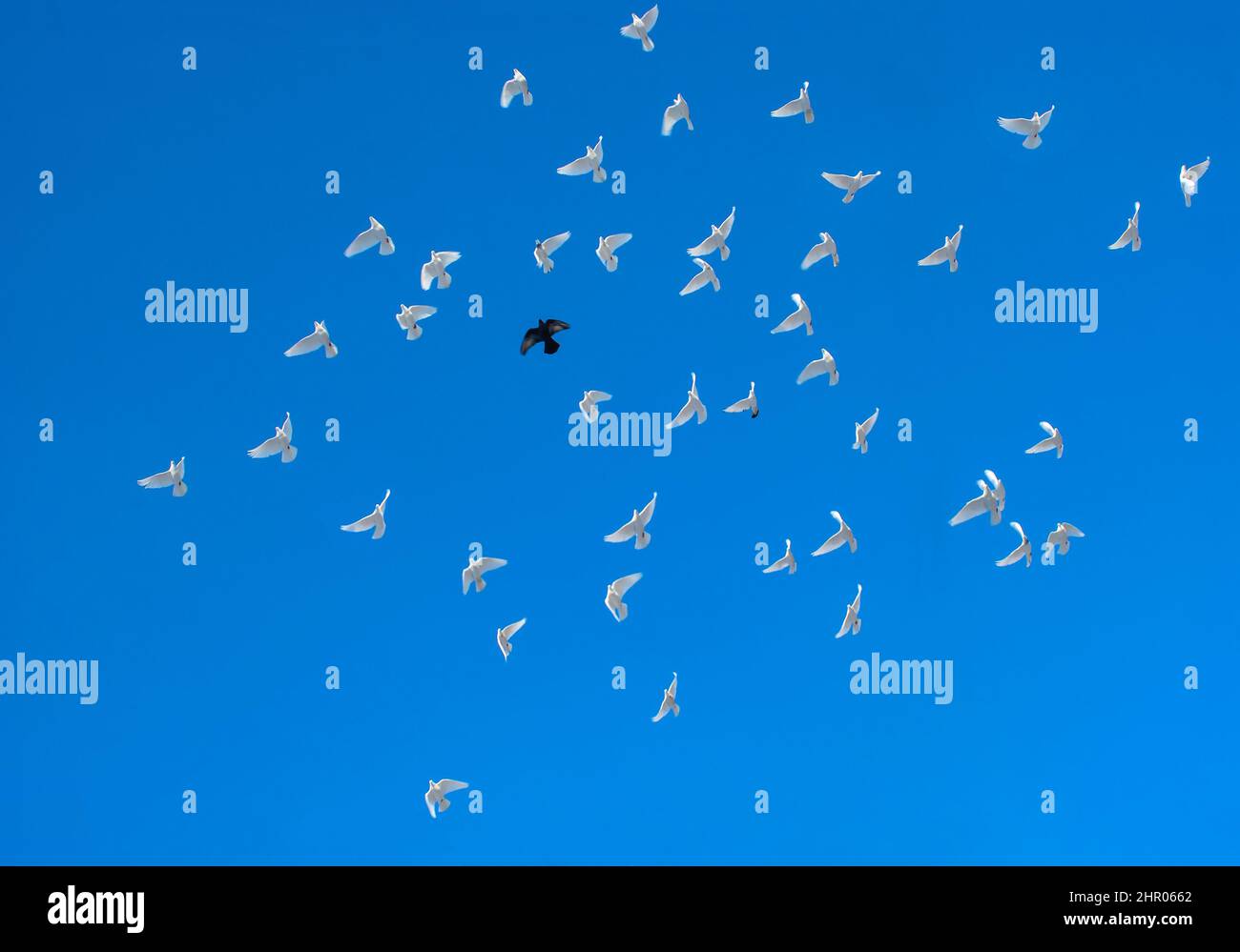 Un piccione nero in un gregge di piccioni bianchi in un cielo blu Foto Stock