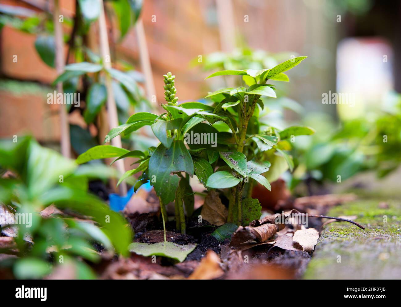 Giardino a parete verde verticale per l'ecologizzazione urbana per conto dell'adattamento climatico Foto Stock