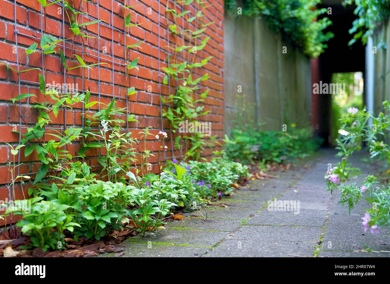 Giardino a parete verde verticale per l'ecologizzazione urbana per conto dell'adattamento climatico Foto Stock