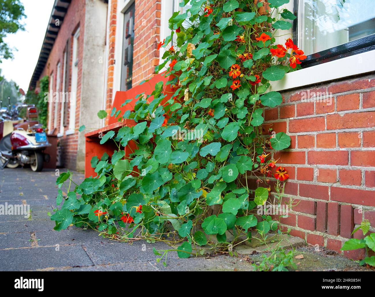 Giardino a parete verde verticale per l'ecologizzazione urbana per conto dell'adattamento climatico Foto Stock