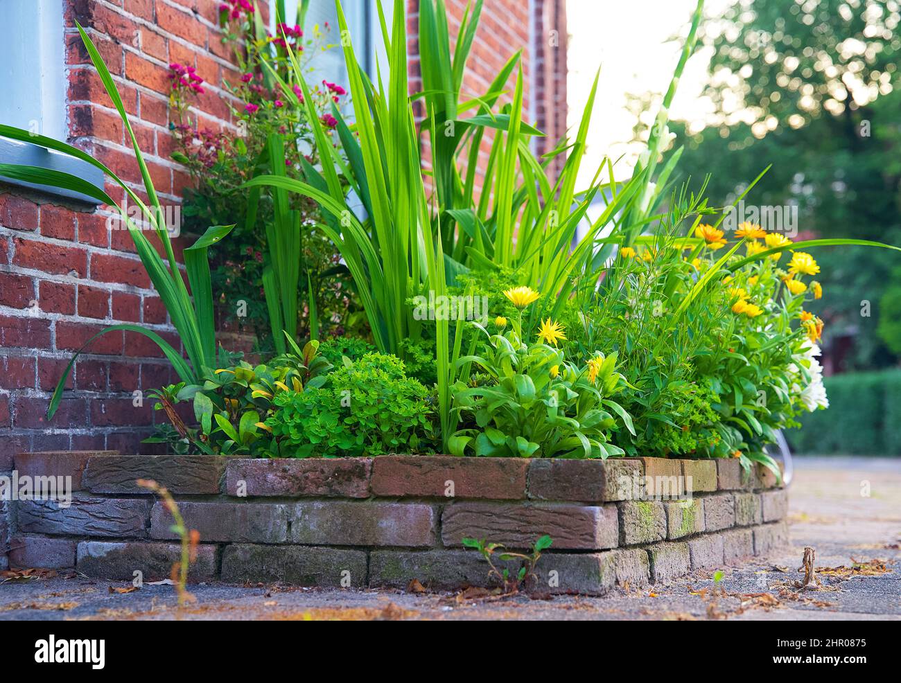 Giardino a parete verde verticale per l'ecologizzazione urbana per conto dell'adattamento climatico Foto Stock