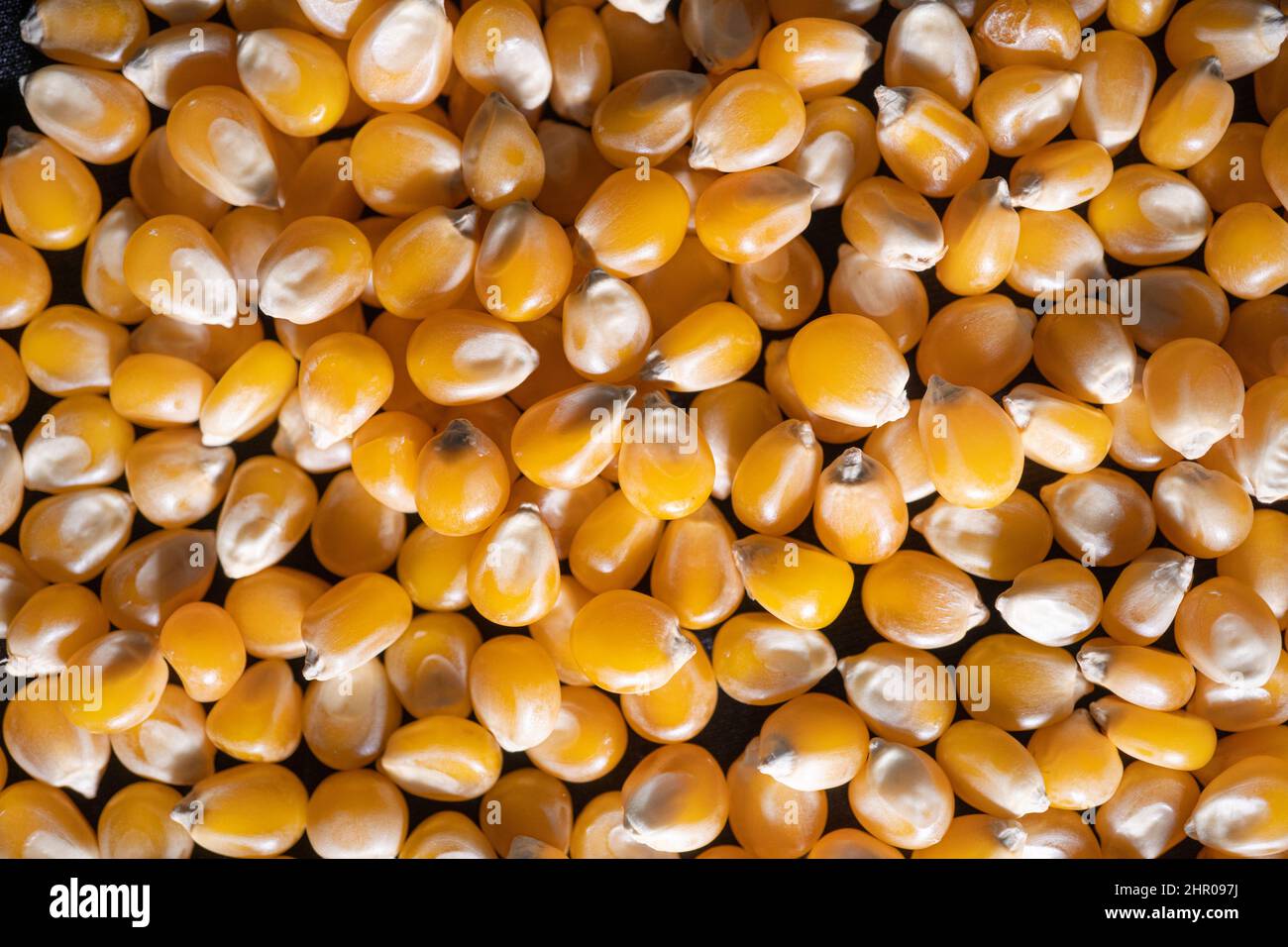 Mucchio di semi di popcorn crudo texture sfondo giallo Foto Stock