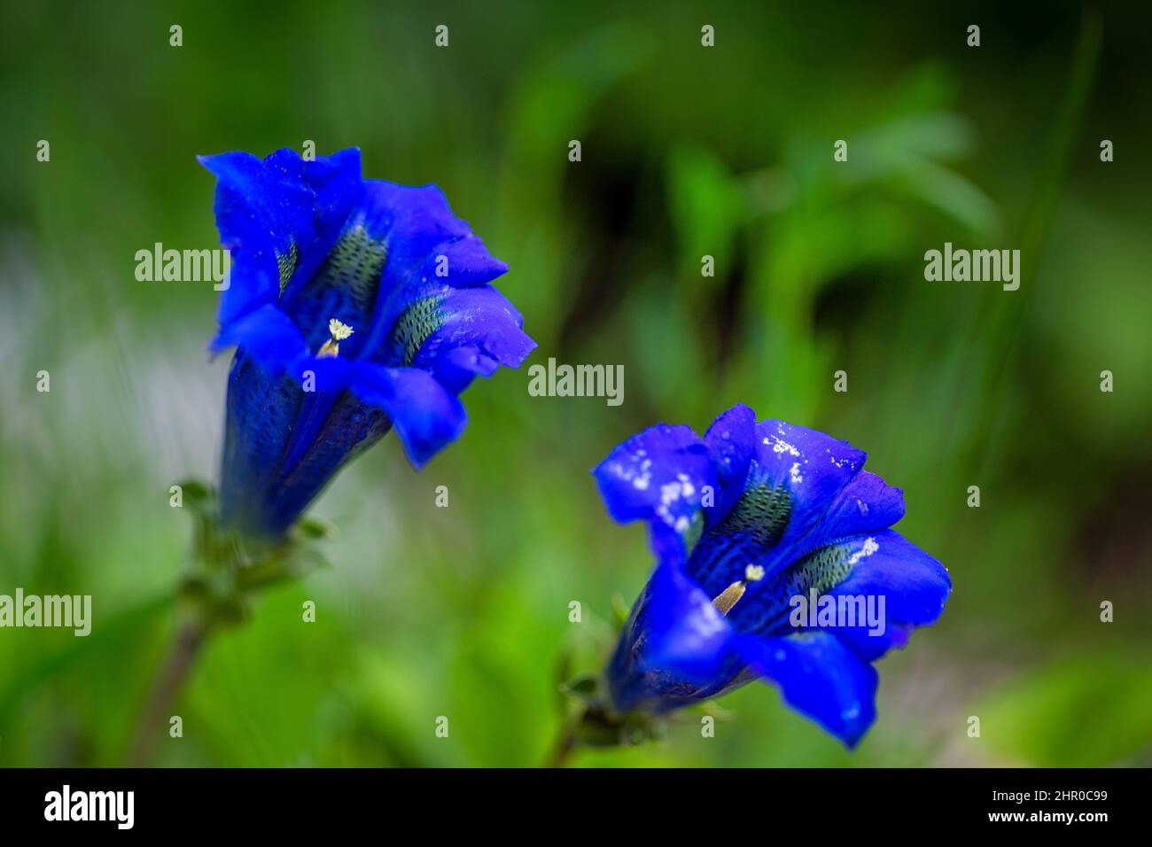 Fiori blu genziana in macro dettaglio. Foto Stock