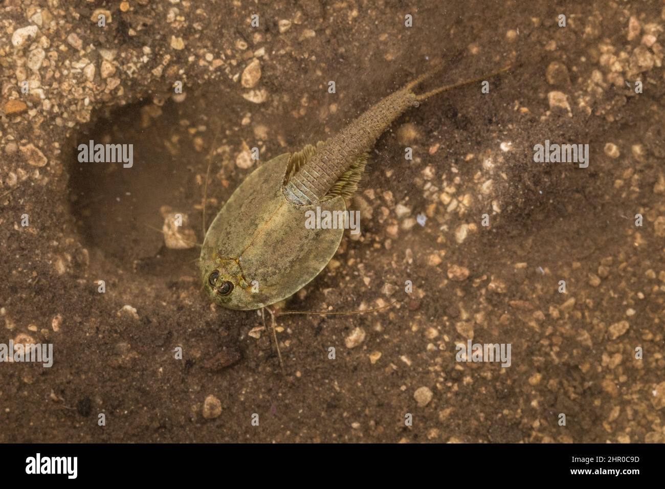 Un gambero Triops o Tadpole scava un nido nel limo e nella sabbia di una pozza d'acqua poco profonda e temporanea nel deserto di Chihuahuan del New Mexico. Foto Stock