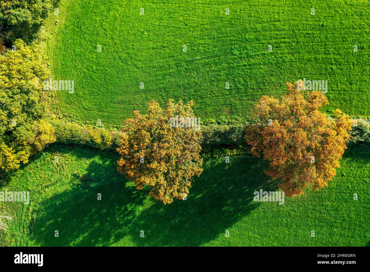 Autunno a Devon vicino a Exeter, Devon, Inghilterra, Regno Unito, Europa Foto Stock