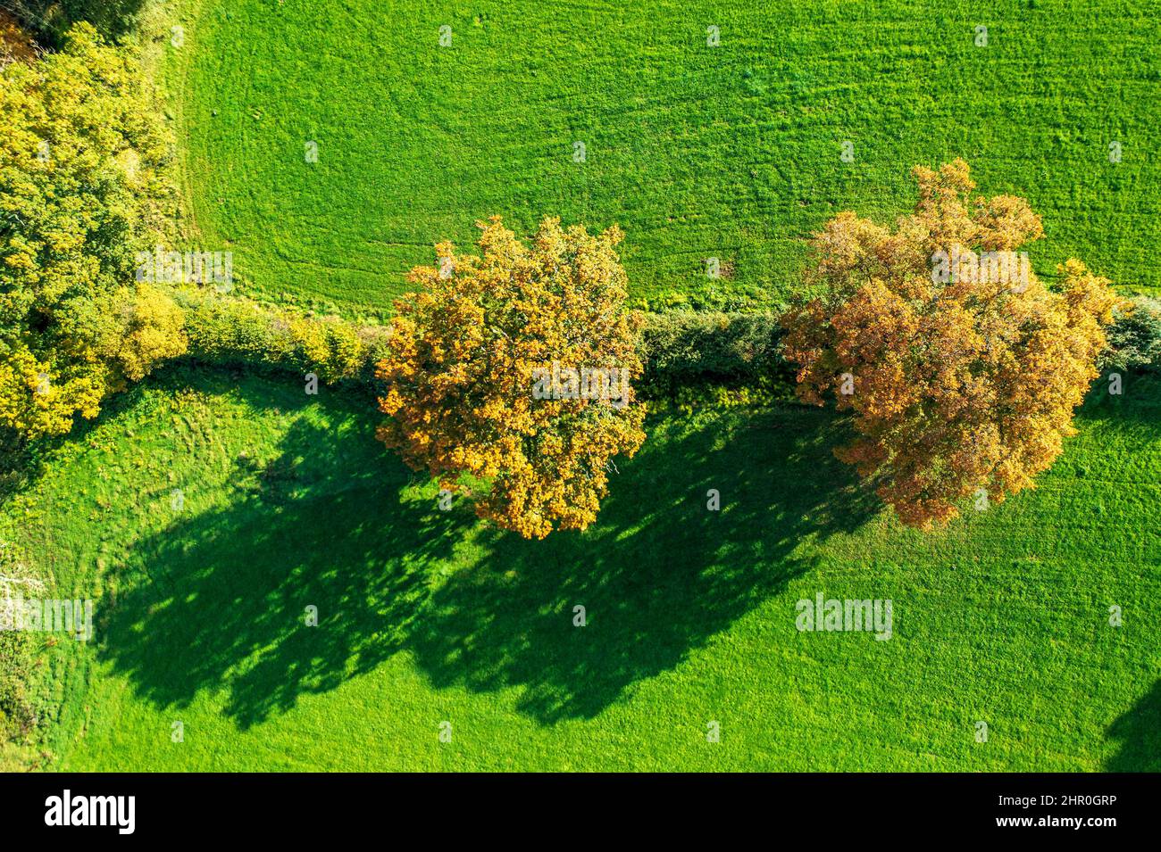 Autunno a Devon vicino a Exeter, Devon, Inghilterra, Regno Unito, Europa Foto Stock