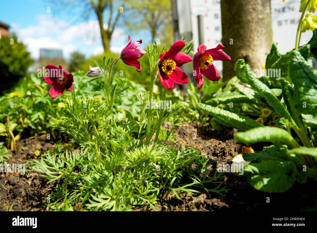 Piccolo giardino di tronco di albero intorno ai piedi di un albero nella caduta nei Paesi Bassi sul marciapiede Foto Stock