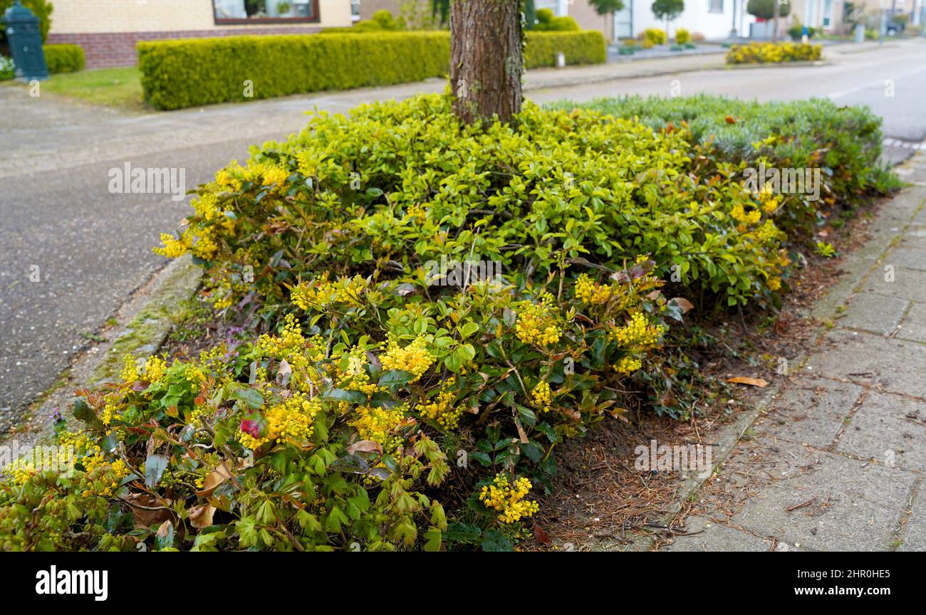 Piccolo giardino di tronco di albero intorno ai piedi di un albero nella caduta nei Paesi Bassi sul marciapiede Foto Stock