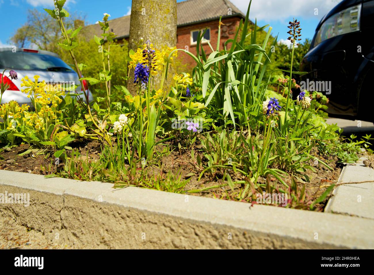Piccolo giardino di tronco di albero intorno ai piedi di un albero nella caduta nei Paesi Bassi sul marciapiede Foto Stock