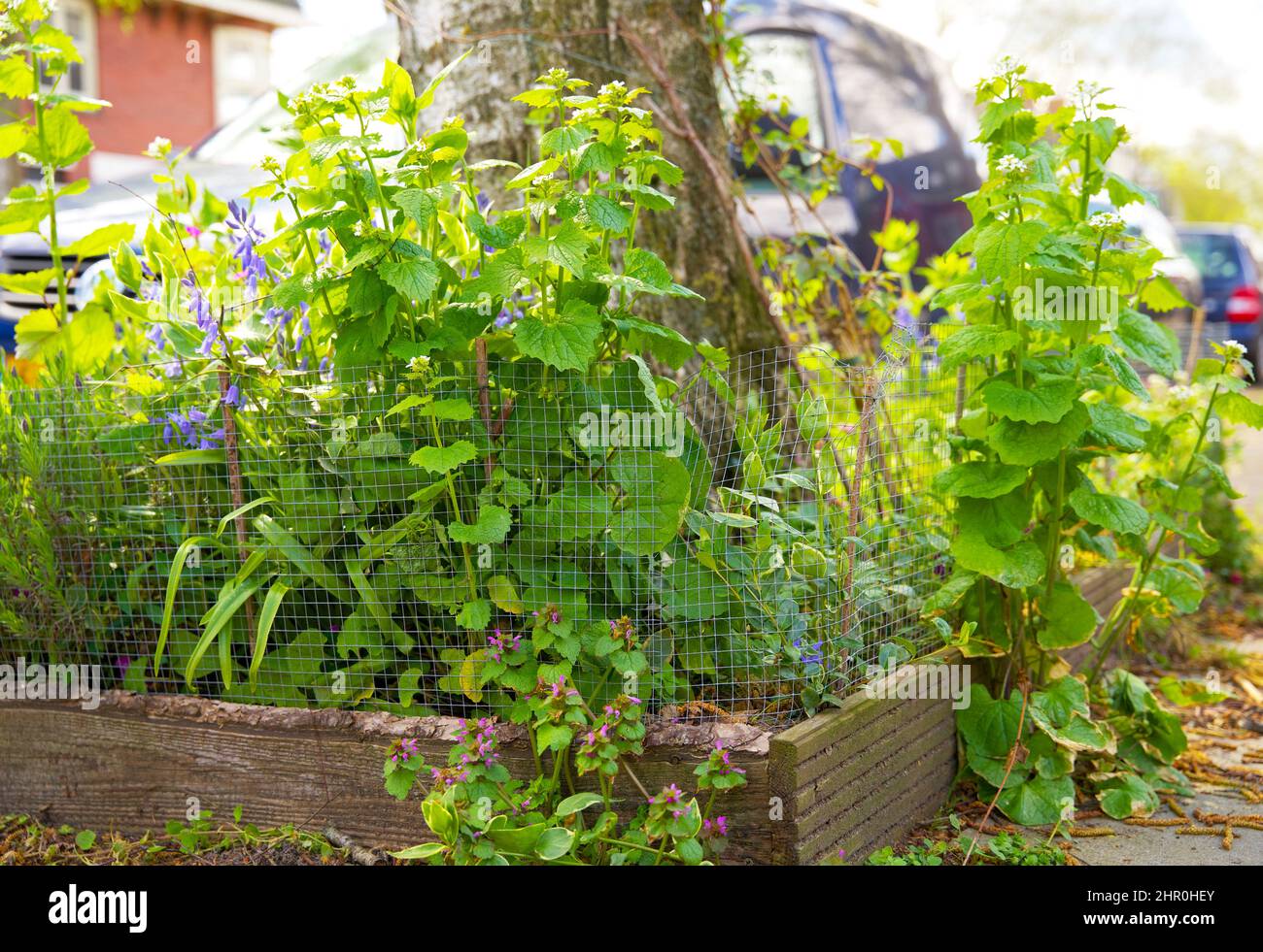 Piccolo giardino di tronco di albero intorno ai piedi di un albero nella caduta nei Paesi Bassi sul marciapiede Foto Stock