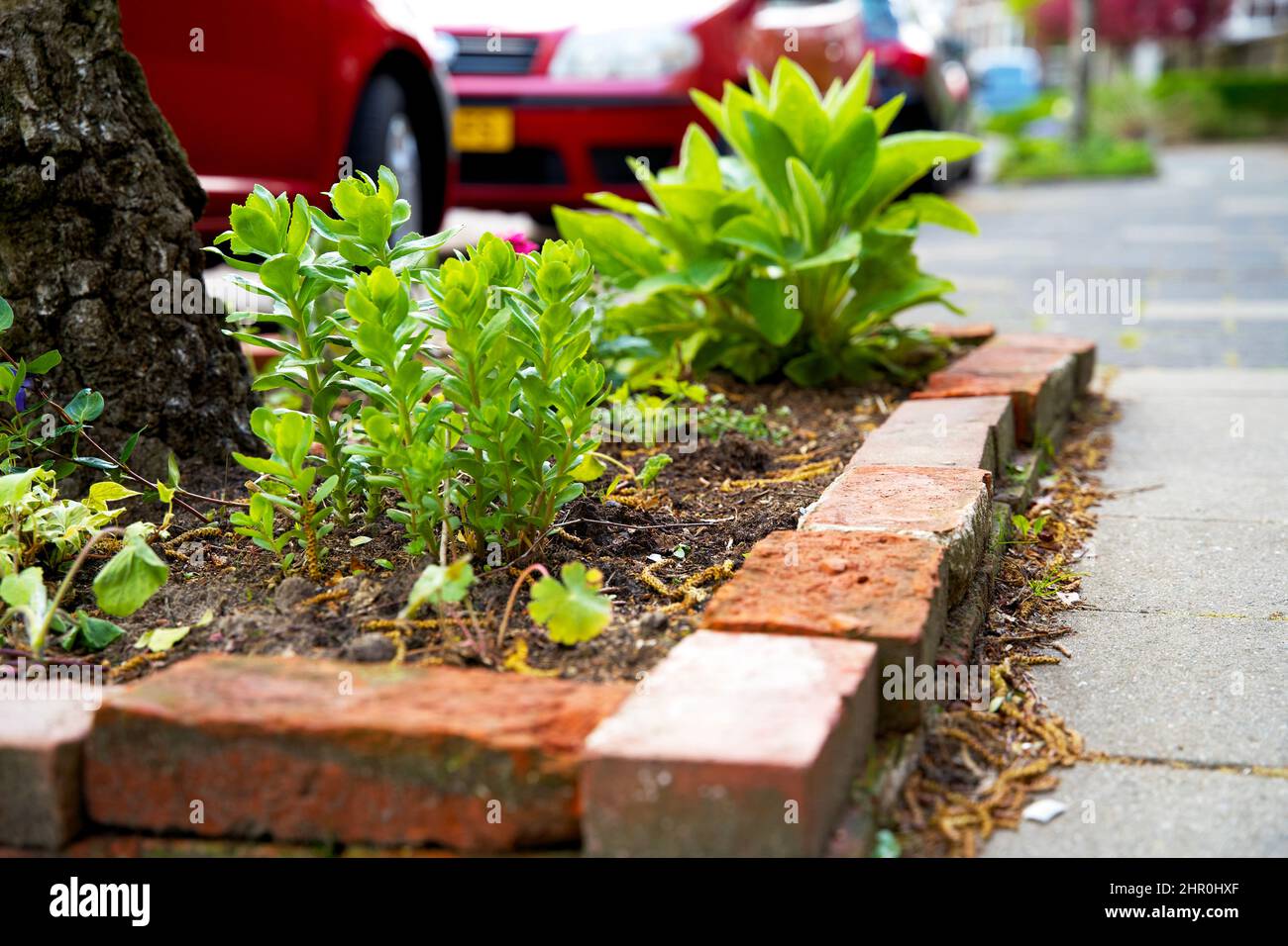Piccolo giardino di tronco di albero intorno ai piedi di un albero nella caduta nei Paesi Bassi sul marciapiede Foto Stock
