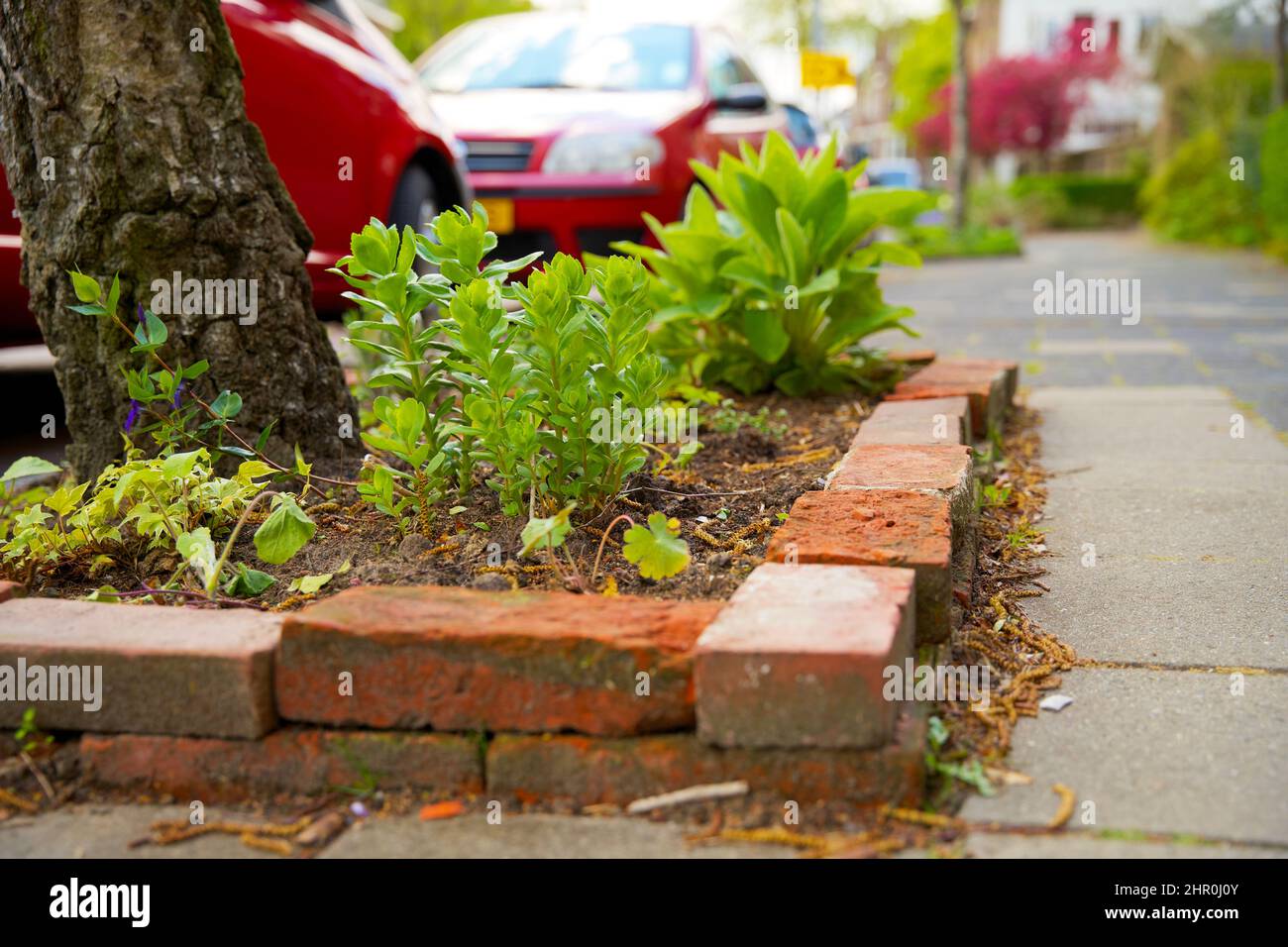 Piccolo giardino di tronco di albero intorno ai piedi di un albero nella caduta nei Paesi Bassi sul marciapiede Foto Stock