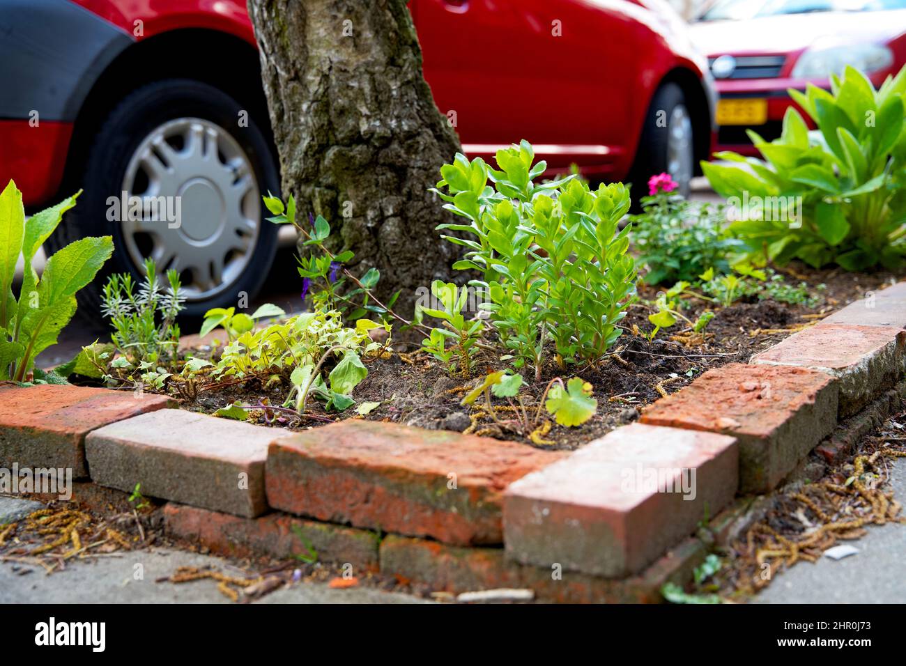 Piccolo giardino di tronco di albero intorno ai piedi di un albero nella caduta nei Paesi Bassi sul marciapiede Foto Stock