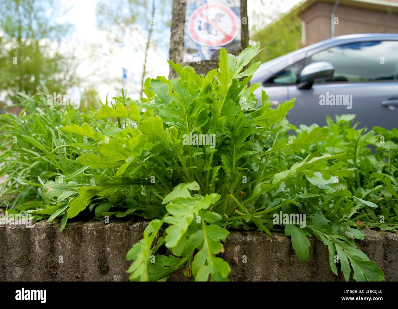 Piccolo giardino di tronco di albero intorno ai piedi di un albero nella caduta nei Paesi Bassi sul marciapiede Foto Stock