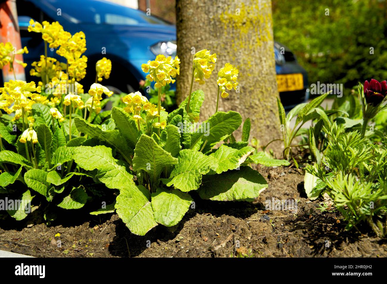 Piccolo giardino di tronco di albero intorno ai piedi di un albero nella caduta nei Paesi Bassi sul marciapiede Foto Stock